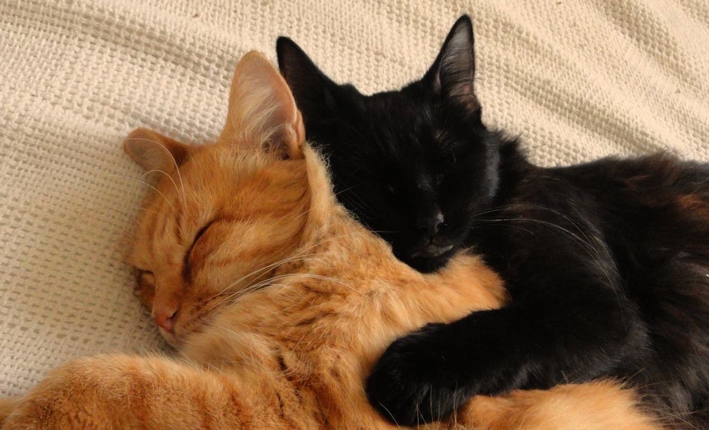 Kitty archives ♡ (@puppierz) on Twitter photo 