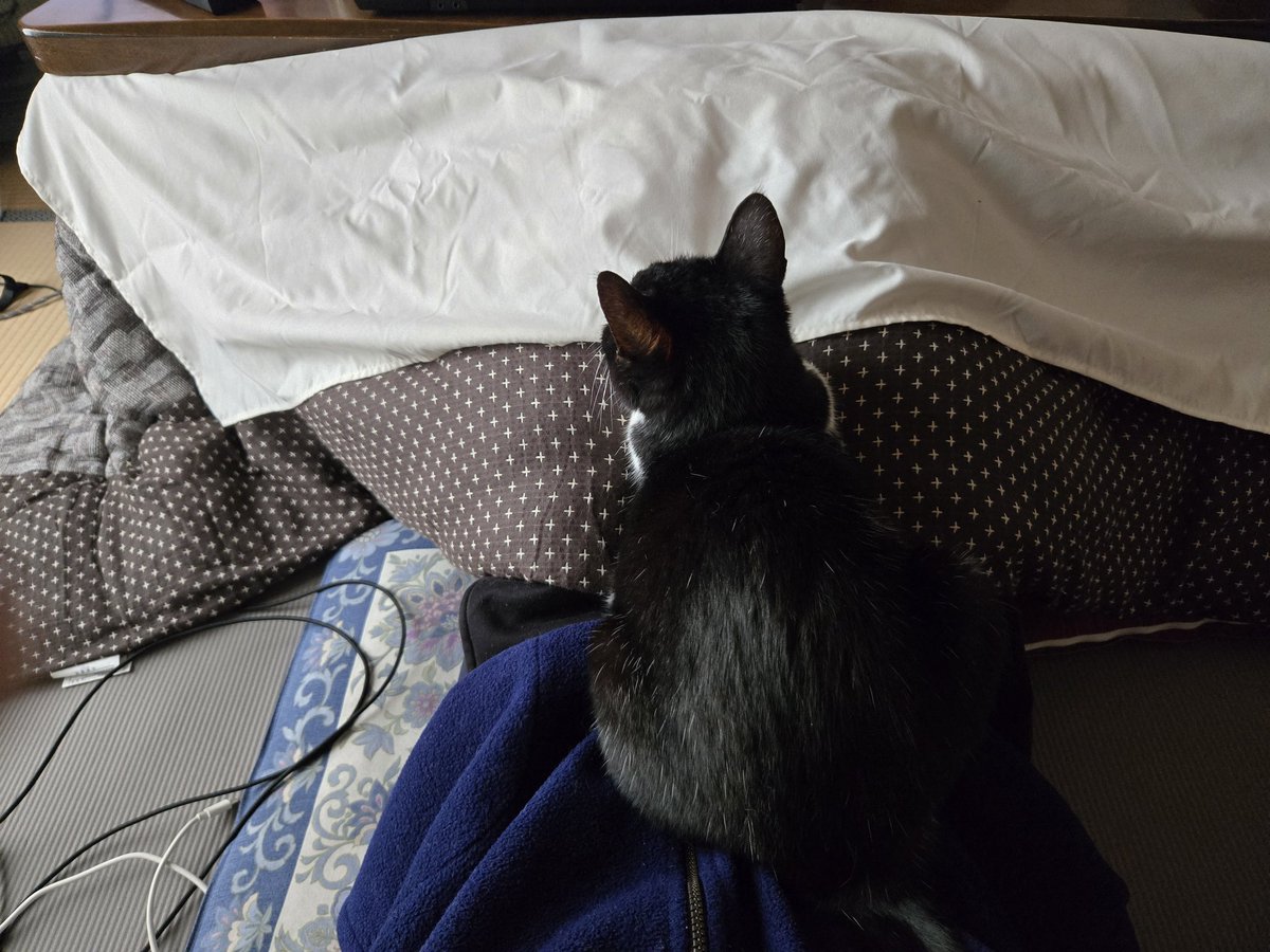 かまってちゃんの時は人の身体の上で暖を取る🐈🐾