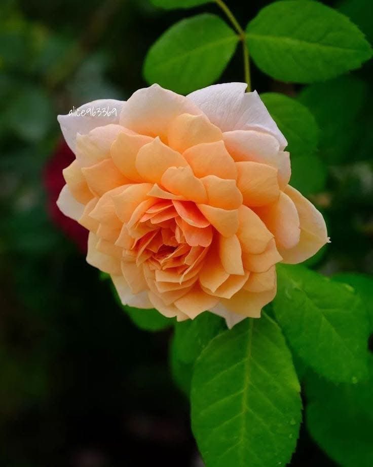 🧡Good Night Precious Friends🧡

🕊️Our love to GOD is measured by our everyday fellowship with others and the love it displays🕊️

~ Andrew Murray 

Father please help me walk humbly through this world, helping others to see Jesus and want a relationship with Him. I’m so wanting