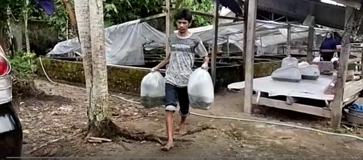 Desuneti1's tweet photo. Kamis (07/11/24), Desuneti, Luhkan Kab. OKU Timur, Pokdakan Taruna Mandiri, Ds. Karang Binangun Kec BMR , 20.000 ekor, Ukuran 4 cm, Bibit Ikan Lele, Rp 1.000, luas kolam 1000 m2 #luhlapor #GiatLuhkanSatminkalBRPPUPP #OKUTimur #panen
@Luhkan_OKUTimur
@luhkan_brppupp https://t.co/EwDDnfts27