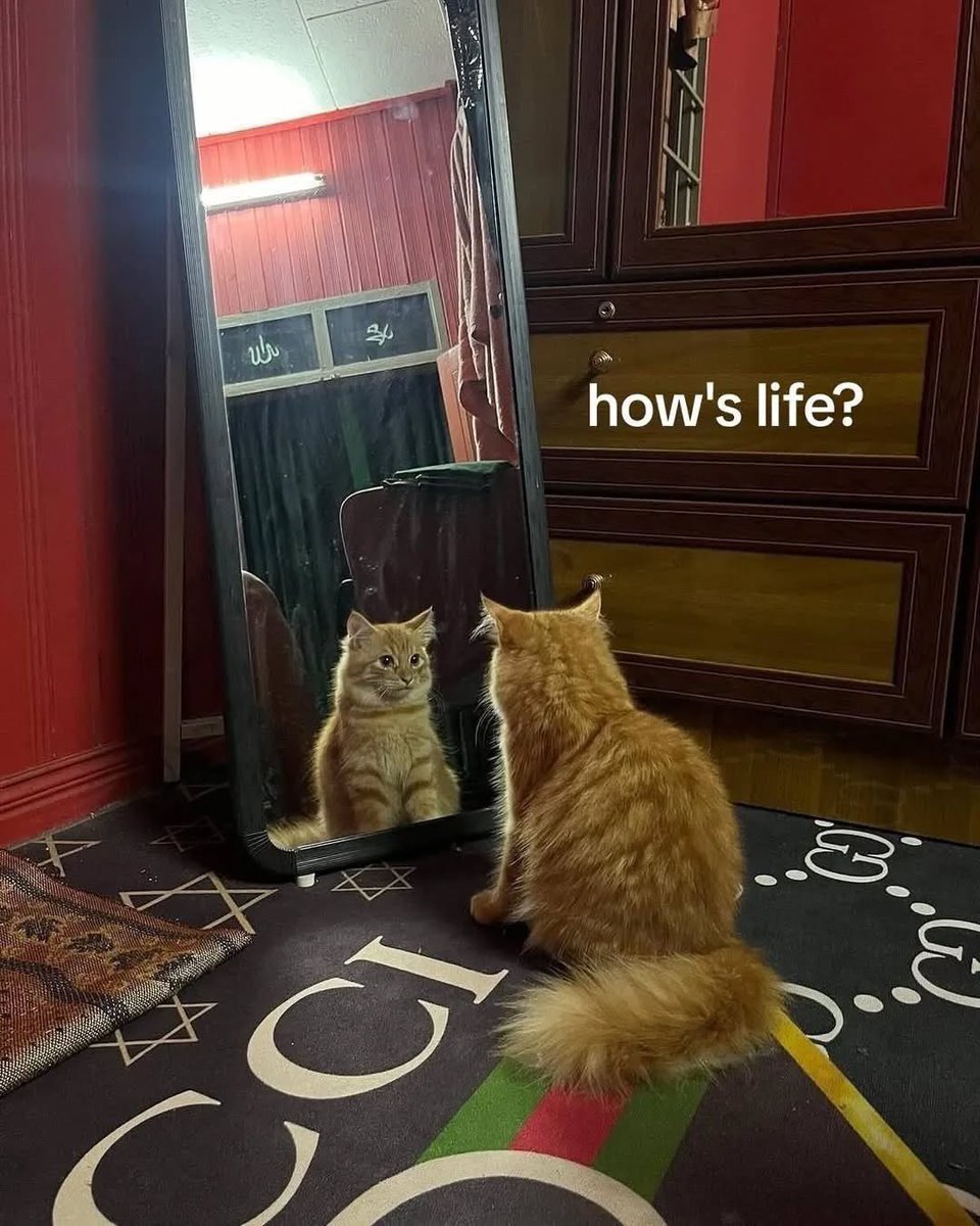 PunchingCat tweet picture
