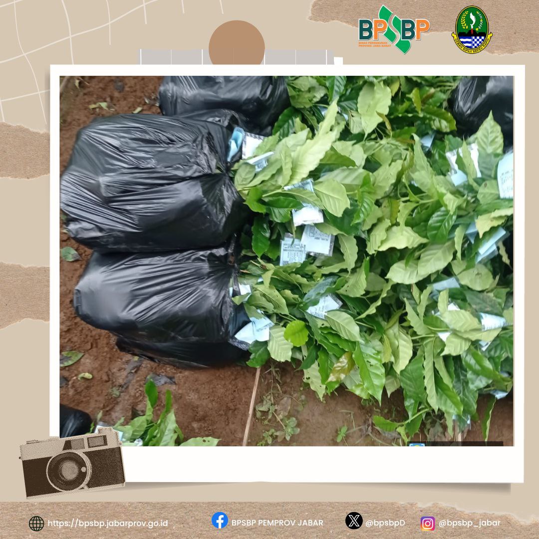 Sampurasun  #wargibun🌱

🍃🌱 Sertifikasi Benih Teh Klon Gambung 7 di Kabupaten Purwakarta 🌱🍃

BPSBP melaksanakan sertifikasi benih teh klon Gambung 7 di Darangdan, Kabupaten Purwakarta. 

@gandjar_yudniarsa  
<a href="/humas_jabar/">Inspirasi Jawa Barat</a> @bppdisbun @balaibenihbun1_jabar <a href="/disbunjabar/">Disbun Jabar</a>