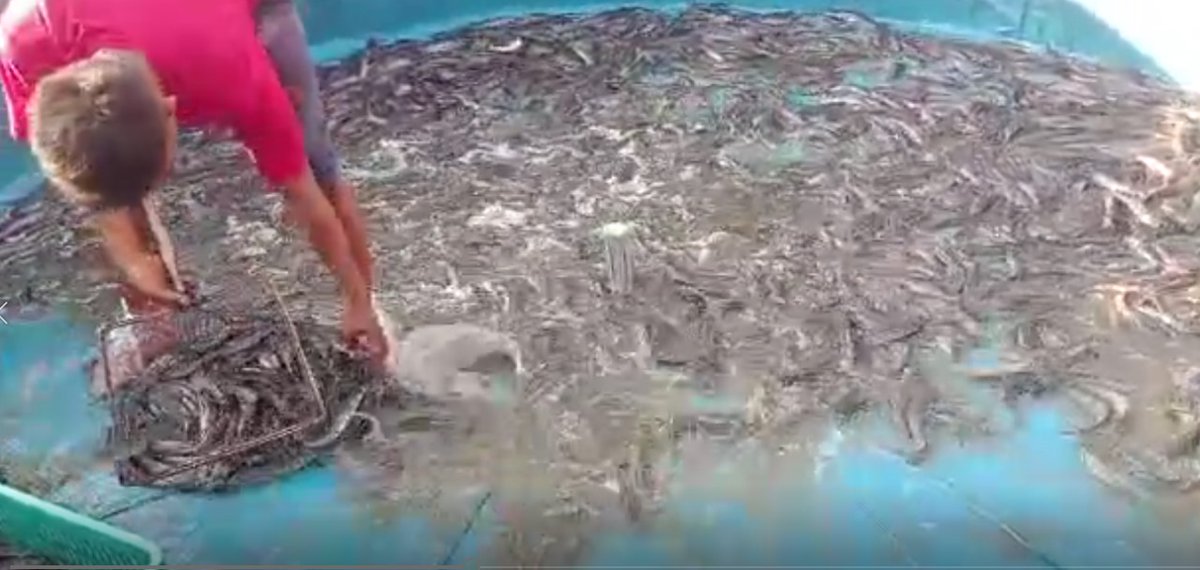 Desuneti1's tweet photo. Jum'at, 15/11/2024, panen Lele 950 Kg x Rp. 20.000,-/kg POKDAKAN Serasi Jaya Desa jayapura Kec. Jayapura Kab. OKU Timur #GiatLuhkanSatminkalBRPPUPP #BPPSDMKP #panen #luhlapor #luhkan_OKUTimur https://t.co/4dm4VVmEr4
