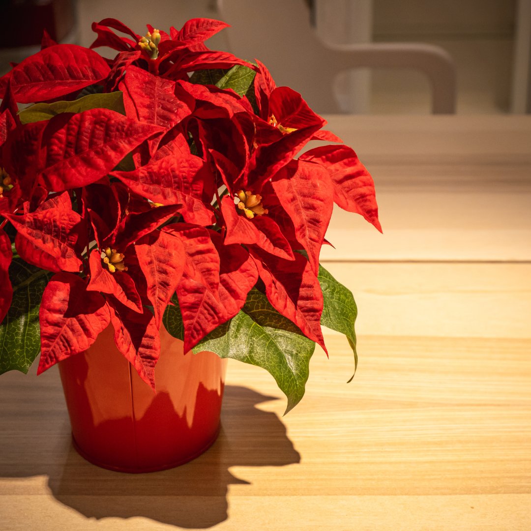 HSFpets's tweet image. #NationalPoinsettiaDay

While only mildly toxic to dogs &amp;amp; cats, 
ingesting poinsettia can cause some 
discomfort for your furry friend.

Keep an eye out for signs like drooling, licking lips or vomiting...

#petsafety #holidaypets #poinsettia #plantposoning #chescopa