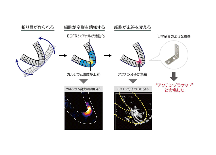 〈プレスリリース〉細胞が作り出す留め金の仕組みを解明～器官の形が不可逆に作られる原理から組織工学・再生医療への貢献に期待～
jst.go.jp/pr/announce/20…
上皮シートの折り目がL字金具のようなアクチン分子の集積構造によって、不可逆的に作られる仕組みを解明しました。

#JST #CREST