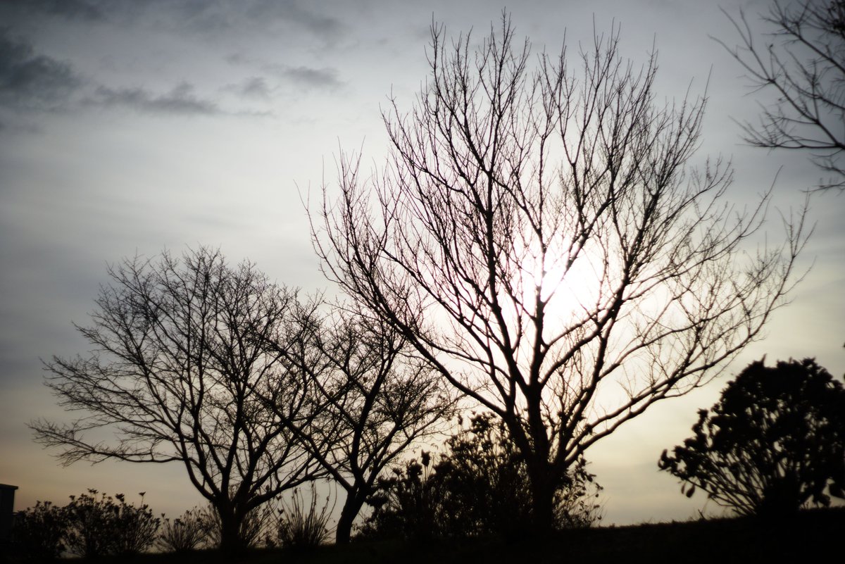 tune_h's tweet image. タクマーさんぽ＠土手の雑景
4枚目はもぐら塚^^
#α7ii
#takumar 
#autotakumar55mmf18