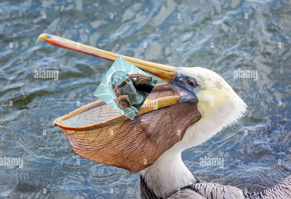 Coperson29's tweet photo. @MeeloArt you've been eaten by a second pelican https://t.co/w53Ad2fuFQ