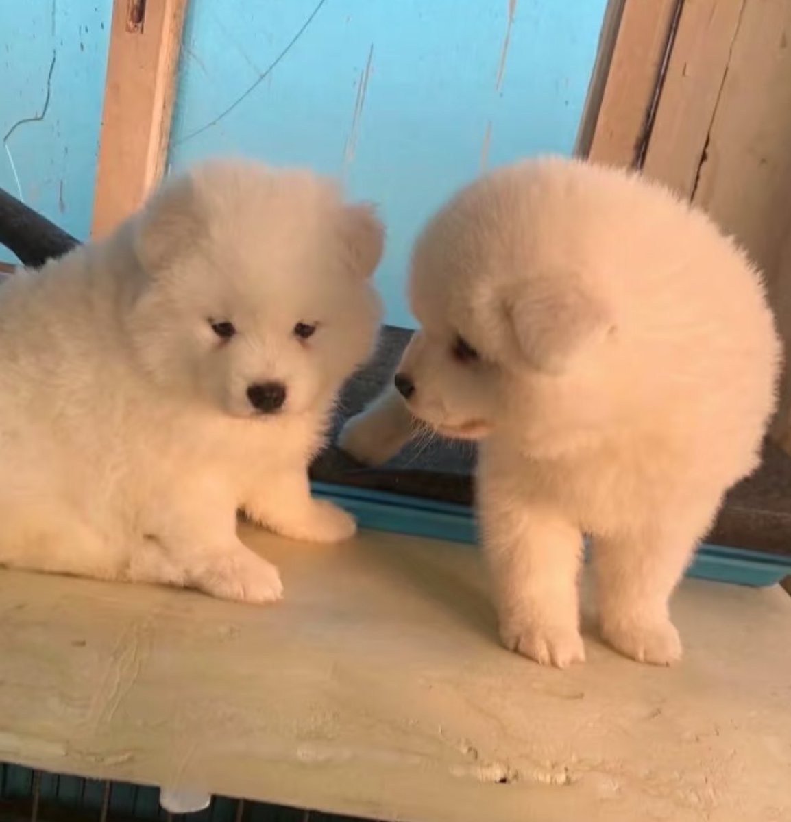 dogonboo's tweet photo. อย่าหง���ยเลย เอ็งแค่เก่า https://t.co/jNnLWsR3MQ