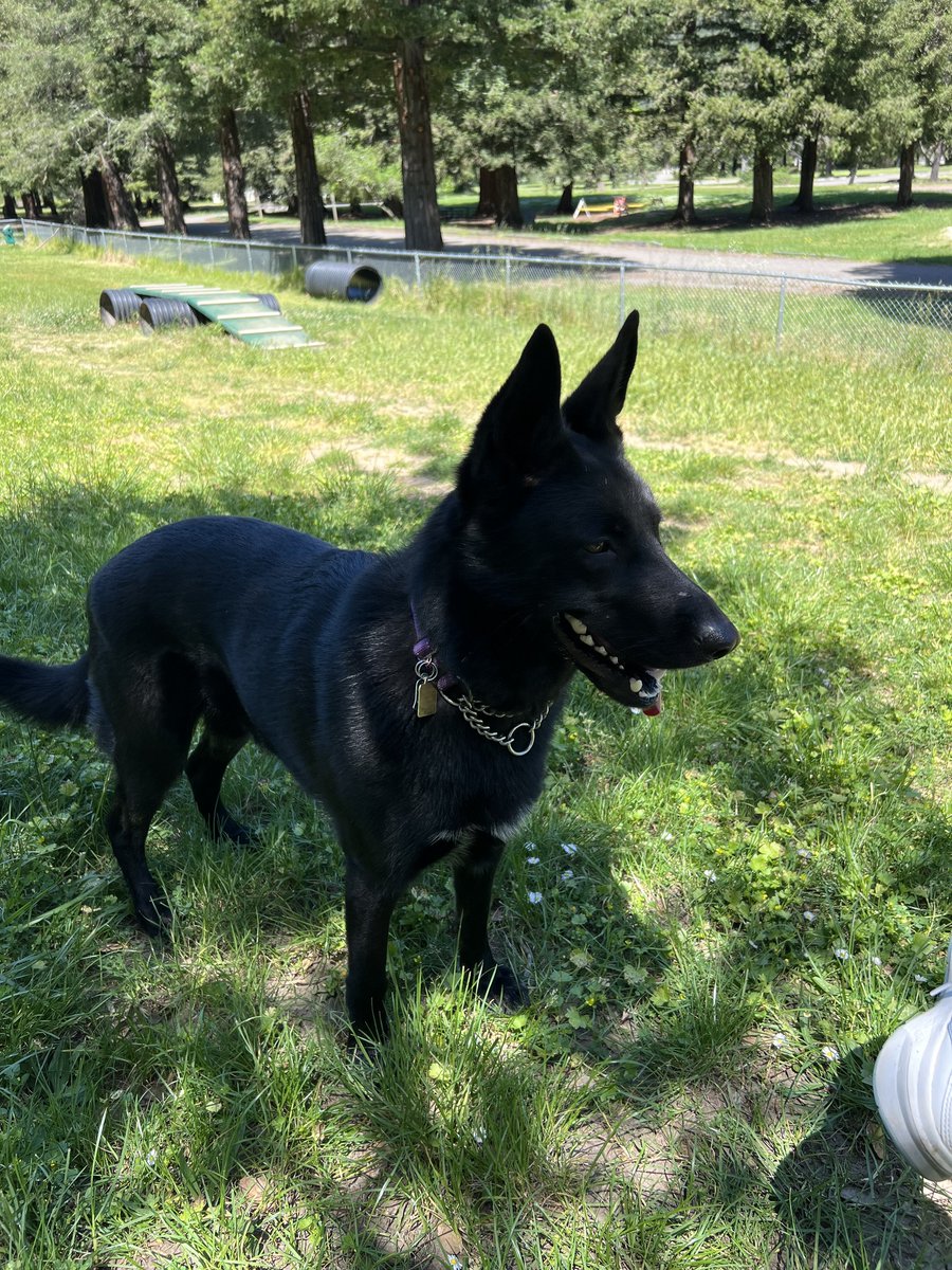 Finn is a 3-4 year old (65 lbs) handsome male Shepherd that loves to meet new people and dogs. He literally wants to meet everyone he passes He will make an awesome pal and he's always ready for the next big adventure.
petlover.petstablished.com/pets/public/15…
#AdoptDontShop #GSD #RescueDogs