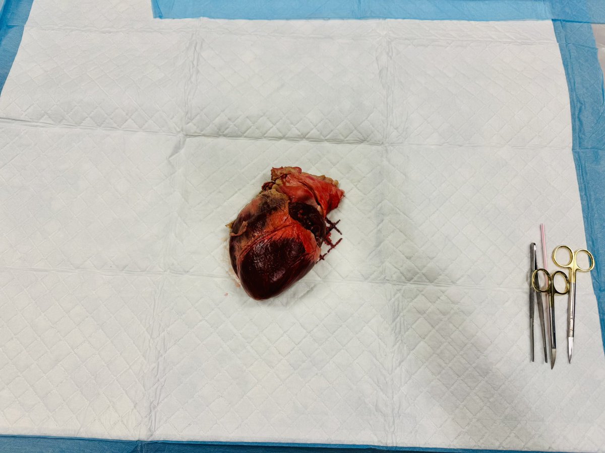 Nourhan A. Chaaban, MD tweet media