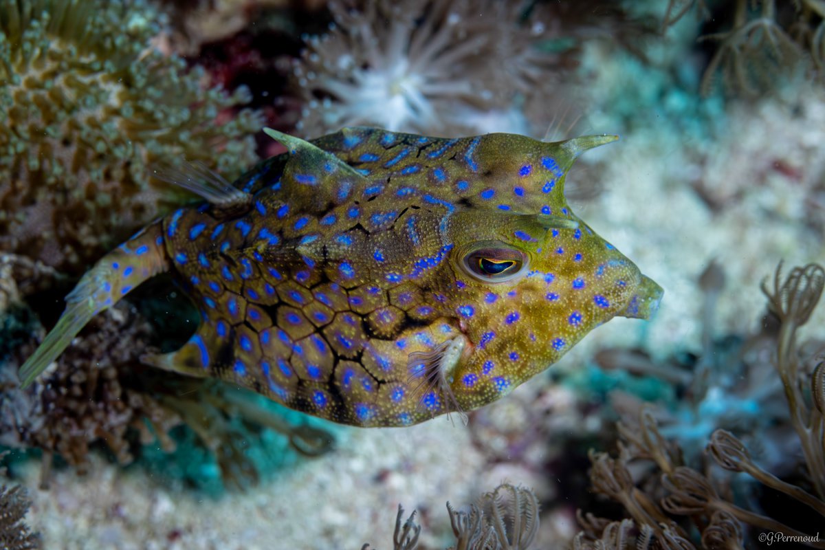 pega85's tweet photo. Meet one of the ocean's most uniquely shaped residents! The thornback cowfish boasts a boxy body covered in spiky scales, giving it an almost prehistoric appearance. 🦕

These quirky creatures are masters of camouflage, blending seamlessly with their coral reef homes. 

#MarineLife #OceanWonders #ProtectOurOceans #boxfish #cowfish