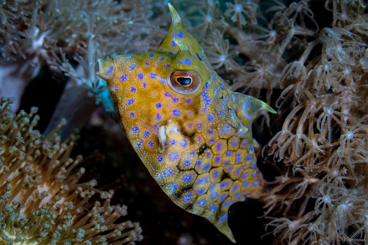 Meet one of the ocean's most uniquely shaped residents! The thornback cowfish boasts a boxy body covered in spiky scales, giving it an almost prehistoric appearance. 🦕

These quirky creatures are masters of camouflage, blending seamlessly with their coral reef homes.