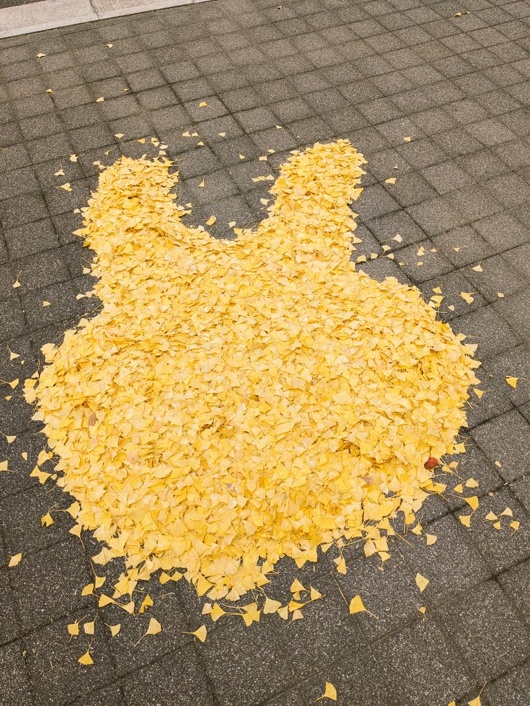 KUSMART_project's tweet image. 今日はキャンパスにウサギさんが迷い込んだようです。今年も 残すところわずかですが、脱兎の勢いで、健康に駆け抜けたいですね。
ちなみに、ウサギの走る速さは瞬間的に時速73キロにもなるそうです。
#KUMP #千里山キャンパス #関西大学 #ピースサイン #にも見える #イチョウ