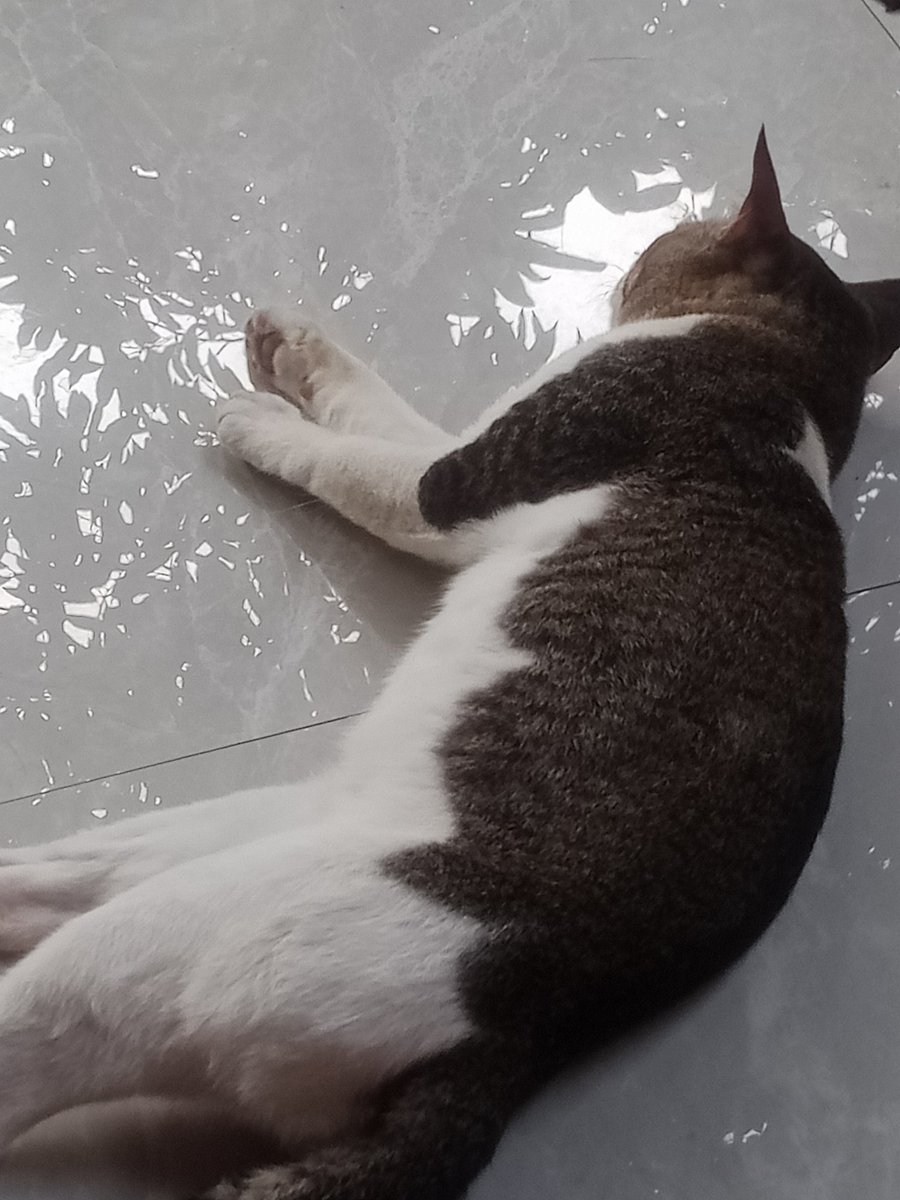 marvchie's tweet image. asep abis mandi langsung bobo 😴💤