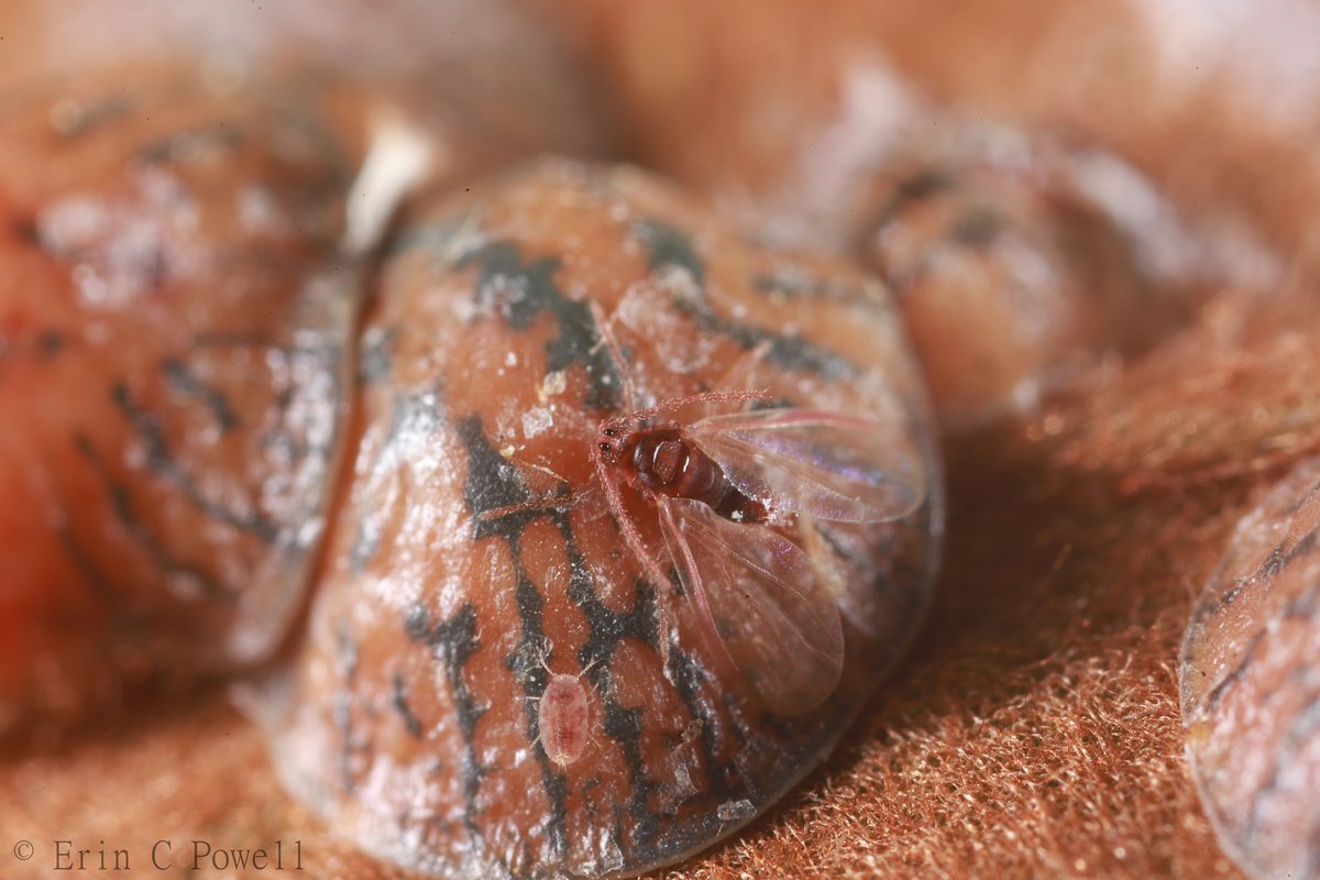Erin Powell, Ph.D. (@erincpow) on Twitter photo The genome of the tuliptree scale insect, Toumeyella liriodendri (Hemiptera: Coccidae) is now published <a href="/GeneticsGSA/">Genetics Society of America</a>
watermark.silverchair.com/jkae231.pdf?to… The genome of the tuliptree scale insect, Toumeyella liriodendri (Hemiptera: Coccidae) is now published <a href="/GeneticsGSA/">Genetics Society of America</a>
watermark.silverchair.com/jkae231.pdf?to…