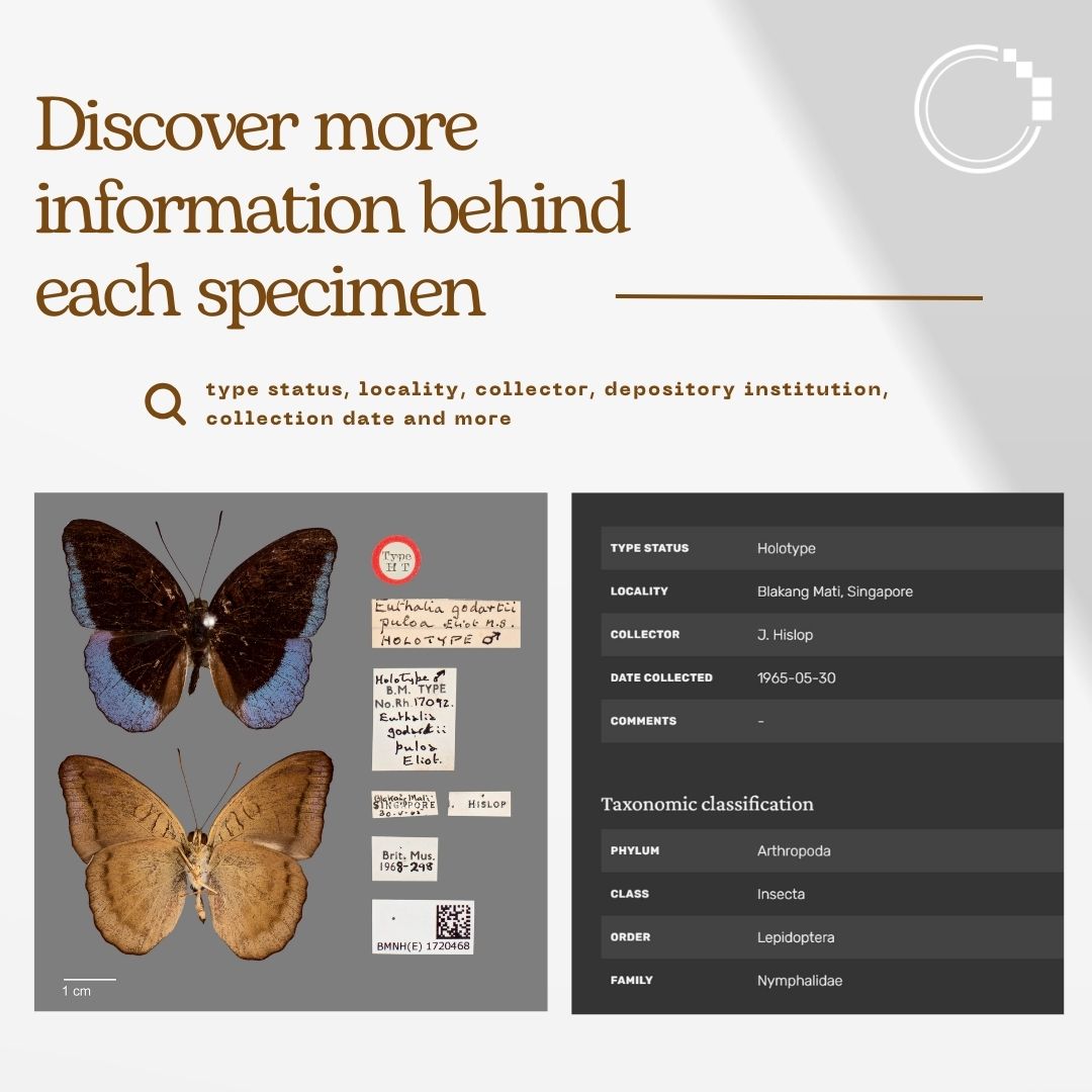 signifynathist's tweet image. We are happy to announce that the newly revamped SIGNIFY website is now live! Explore high quality images, specimen data, stories and more on the website today! 

 Head over to our bio for the link! 
@lkcnhm