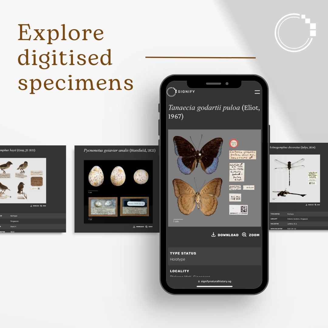 signifynathist's tweet image. We are happy to announce that the newly revamped SIGNIFY website is now live! Explore high quality images, specimen data, stories and more on the website today! 

 Head over to our bio for the link! 
@lkcnhm