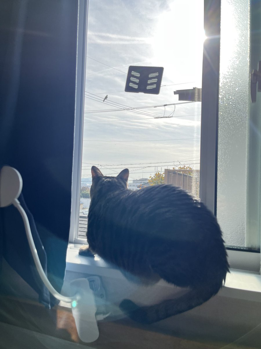 息子っちと日向ぼっこしてるとはるちゃんも必ずやってくる☀️
今日は飛んできたカラスにビビってました笑🐦‍⬛