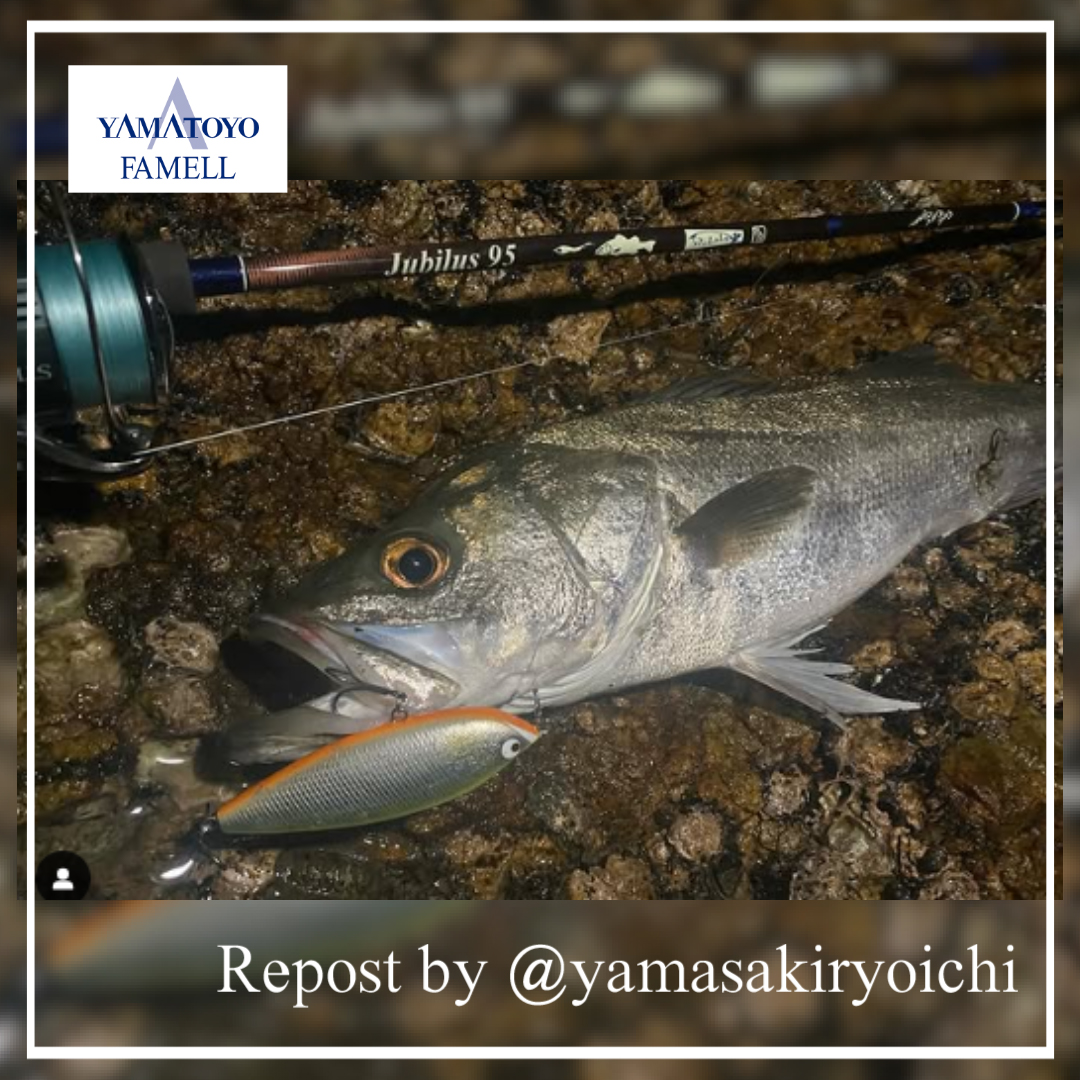 Yamatoyo_Tegusu's tweet photo. 山豊テグスフィールドスタッフ釣果!
*山先亮一氏
#tulalajp
#baricraft
#jubilus95
#spooner110f
#decaspooner
#seabass
#山豊テグス
#レジンシェラー8 https://t.co/uGJsJvPMHP
