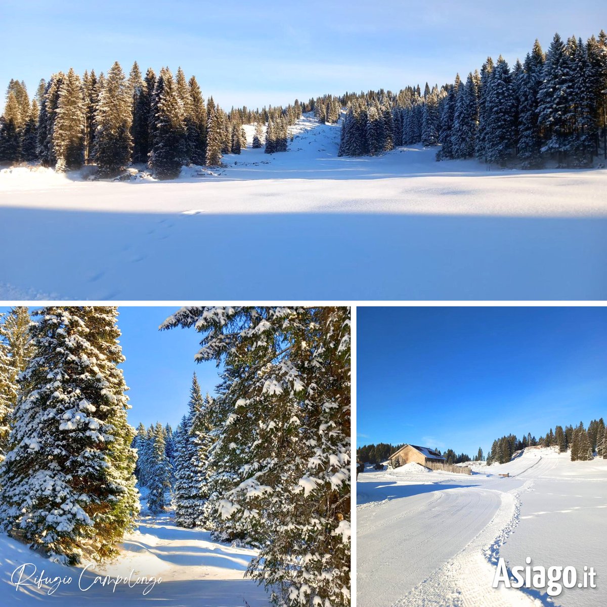 AsiagoIt's tweet photo. Scorci da #CAMPOLONGO... 💙 Buongiorno amici! Sapete che da #oggi qui si torna a #sciare? ❄️⛷️
Aperte le #piste Mandrielle e Agonistica e i campi scuola! E sabato e domenica anche il tapis roulant!
BOLLETTINO NEVE > https://t.co/YLirxp6gYD
#Asiagoit #neve #sci https://t.co/b6Zeg9GJIv