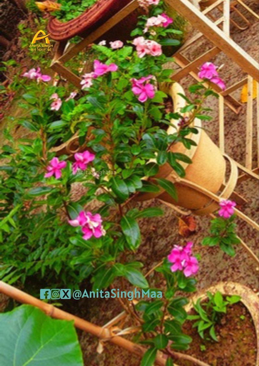 AnitaSinghMaa's tweet photo. आप सभी को शुभ प्रभात।
आप सभी को जिंदगी हमेशा हरि भरी और महकती रहे ठीक इन फूलों जैसी।
#AnitaSingh #AnitaSinghMaa #flowers #garden #gardening #Tommavi #ラヴィット #صيدنايا #JusticeForAtulSubhash #riyadh #TikTok #javi7 #Gukesh https://t.co/HFN691WBFo