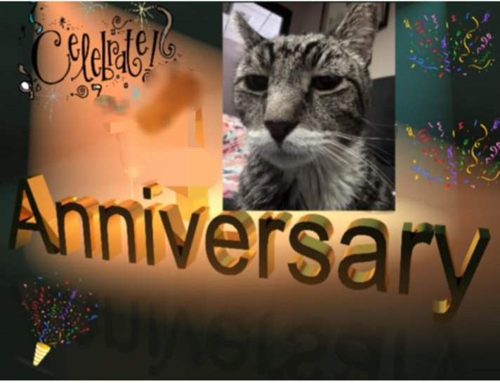 RJ the RJ Cat2 tweet media