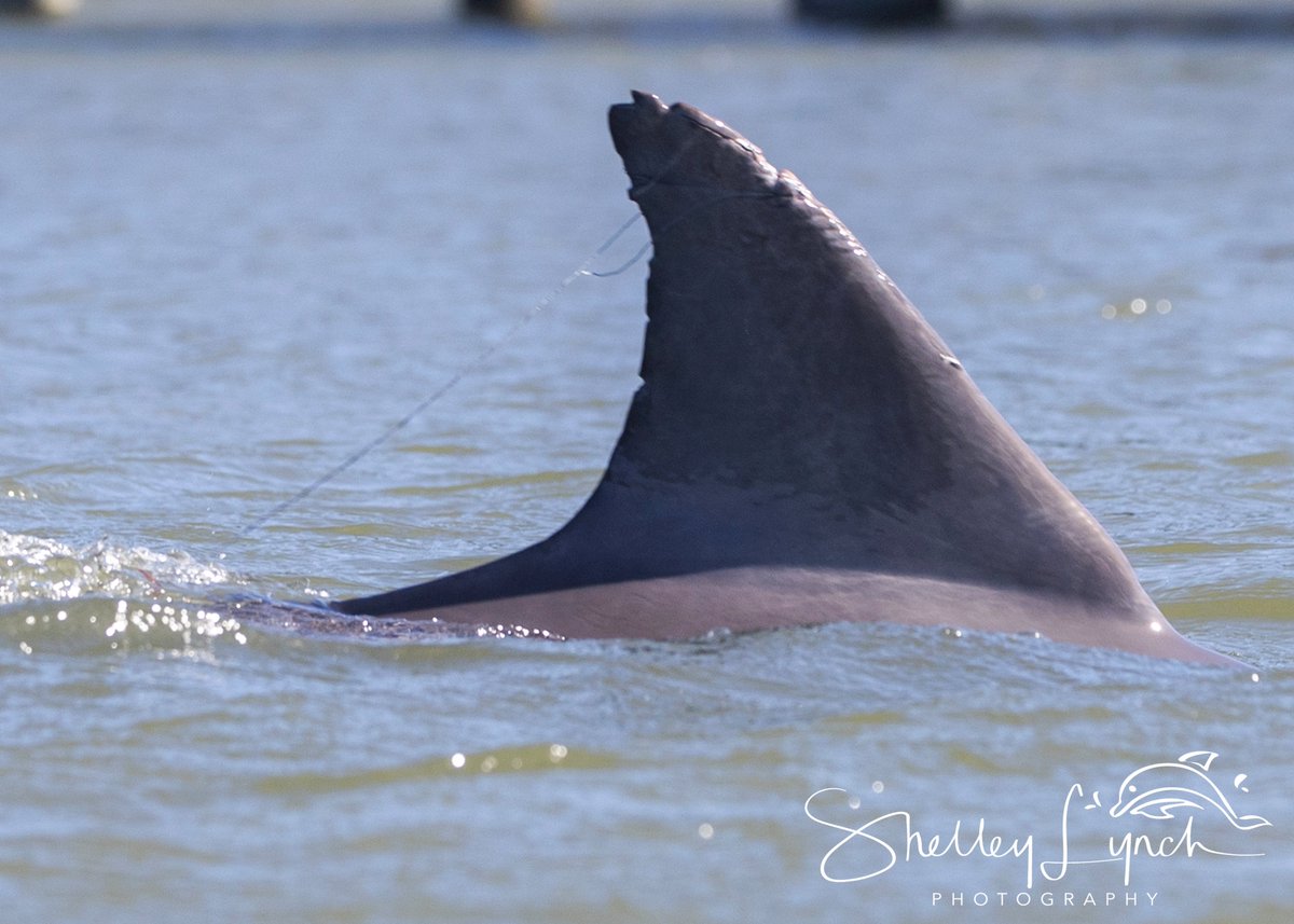 Hubbs Marine Mammal Research & Rescue tweet media