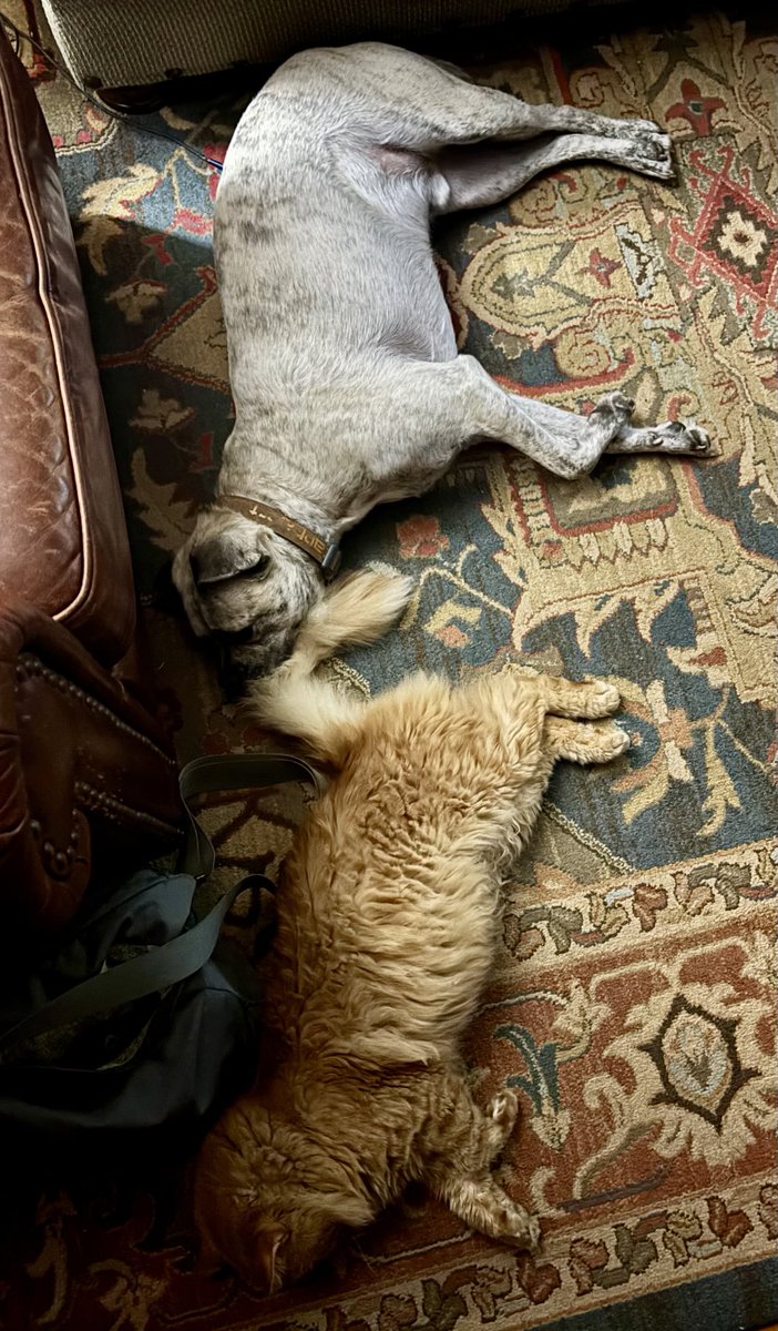 Cat-dog train. Choo choo