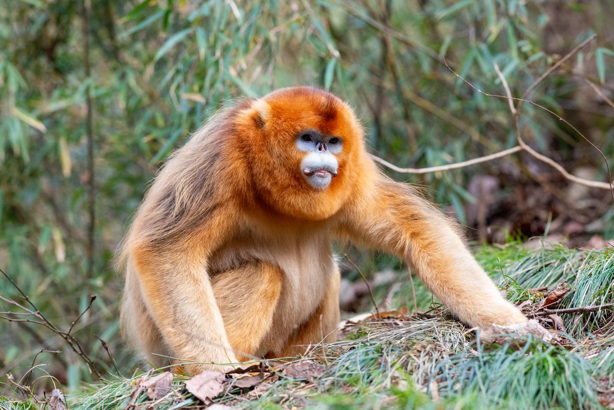 ccgrueter's tweet image. Fieldwork orientation for my PhD student at the Qinling Giant Panda and Golden Monkey Research Station in Shaanxi @UWAresearch @UWAhumanscience