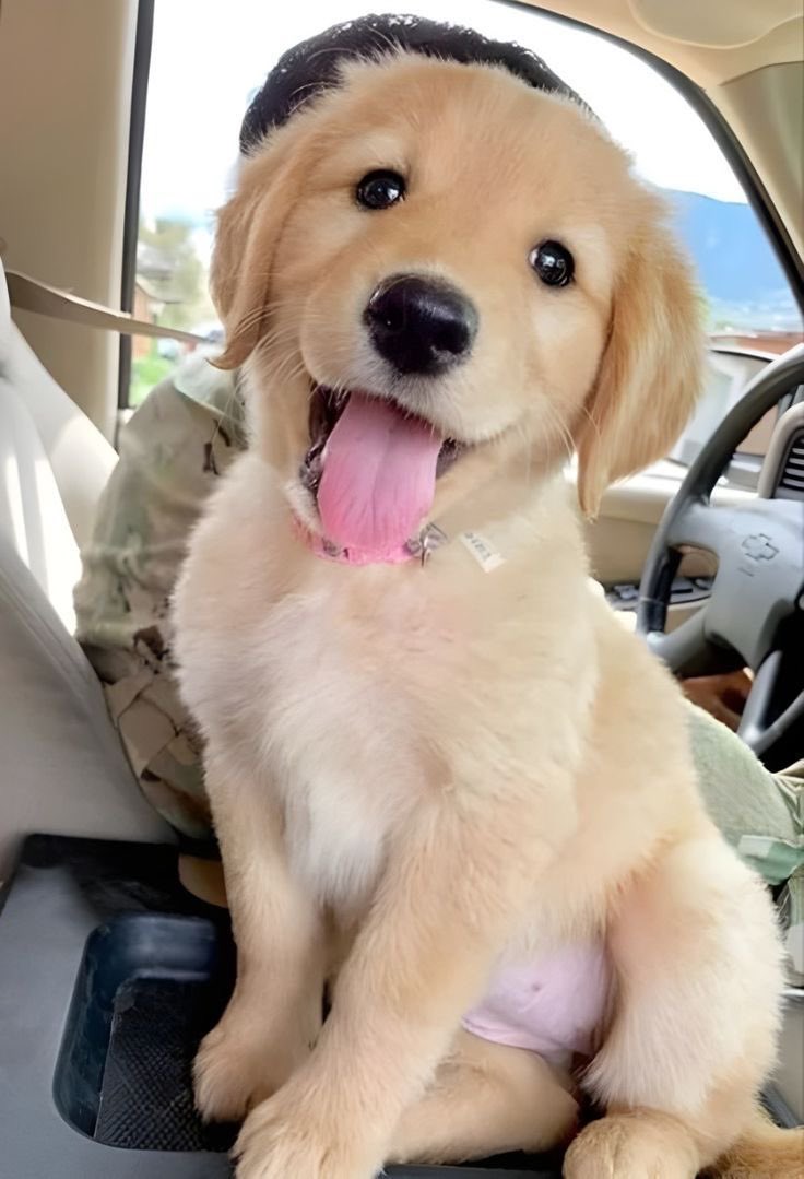 Puppies 🐶 tweet media