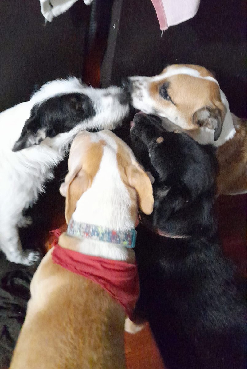 Dilo con perritos tweet media