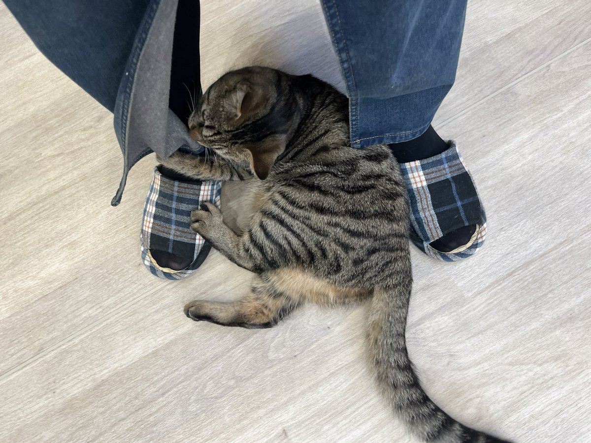 ryichispa's tweet photo. GUのこのスカート履いてﾈｺﾁｬﾝカフェに行ったらみんなスカートに対する執着が尋常じゃなかったのよね。
後から公式サイトのレビュー見たらこんな事が書いてあったよ…
一体何で出来ているのこのスカート… https://t.co/XxgIAardbY