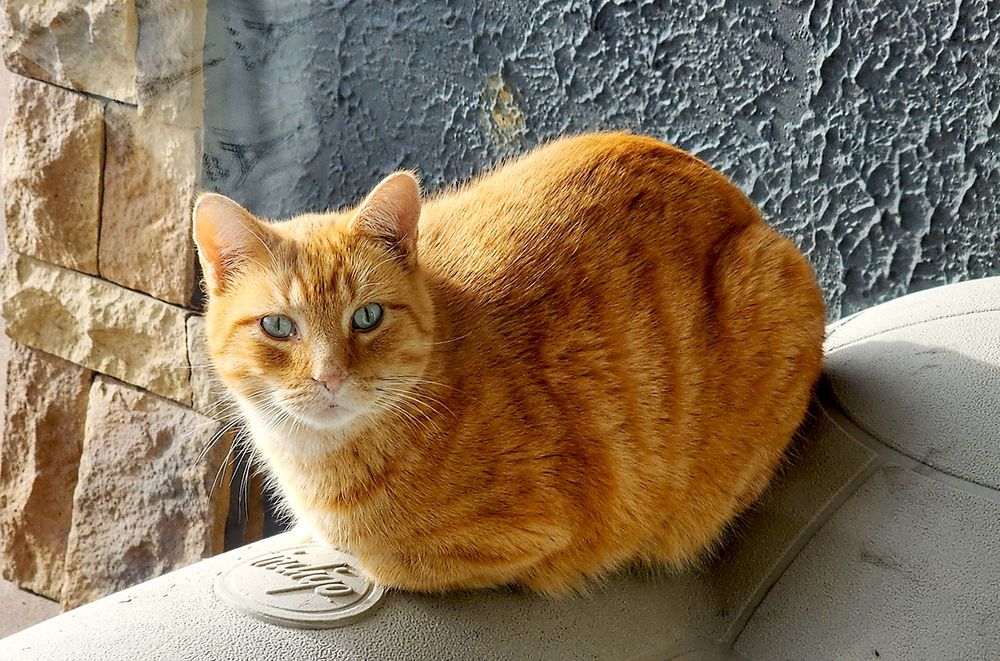 Do cat photos perform well on X? After 60+ years of gene-hunt, scientists found that orange fur in cats results from an X chromosome mutation that increases Arhgap36 protein in melanocytes, leading to red pigment, a unique mechanism only found in cats.

science.org/content/articl…