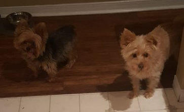 CSR64185443's tweet photo. @MikeMcMahonCHN Great name. 

We said goodbye to both our dogs, Noah and Buddy over the last 18 months and as hard as it was to say goodbye, the joy those dogs brought to our family was immeasurable https://t.co/ODH1TLPYlx
