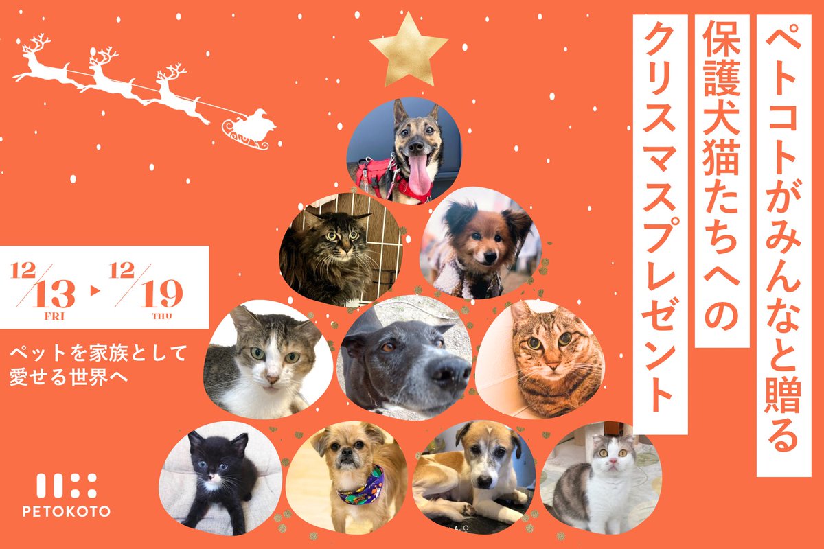🎗️フォロー&amp;シェアで保護犬猫たちに美味しいごはんを届けよう🎅
