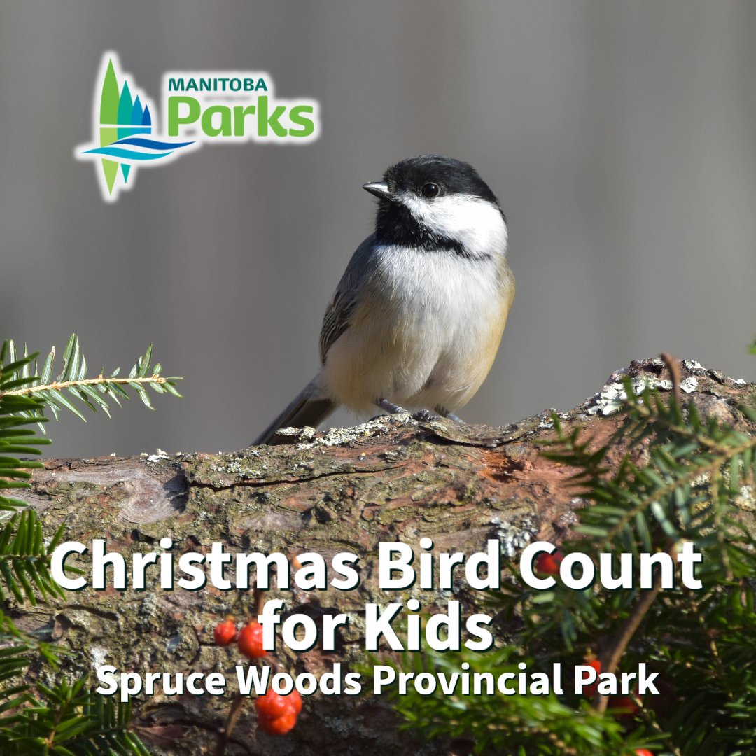 Join the Christmas Bird Count for Kids at Spruce Woods Provincial Park this Sunday! Have some family winter fun and contribute to one of the world’s largest sets of wildlife survey data. Register here: bit.ly/4gbTeBT
#ManitobaParks #CBC4Kids