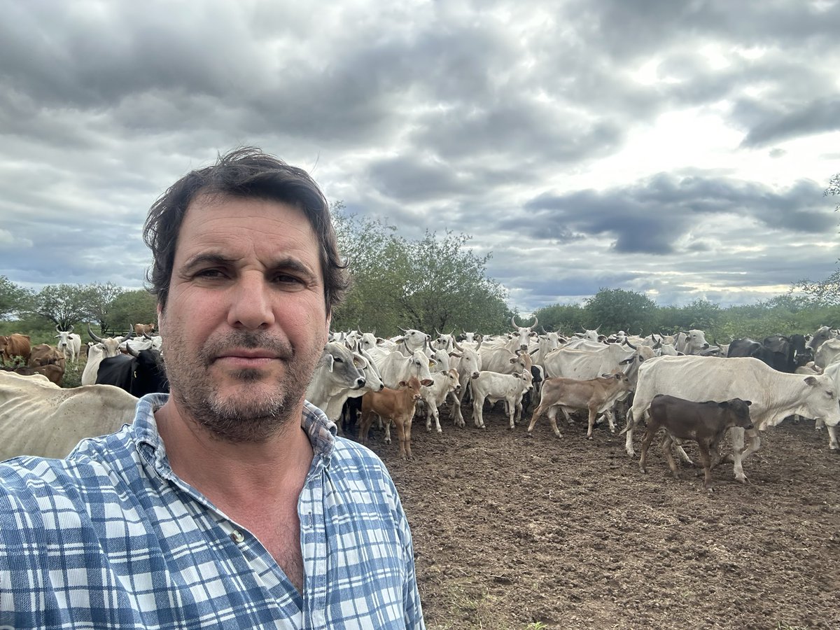 Semana de recuento  y pesaje en Adelina 🇵🇾 !! Y encima recibiendo lluvias 💪💪
Última recorrida del año , la número 12 !!