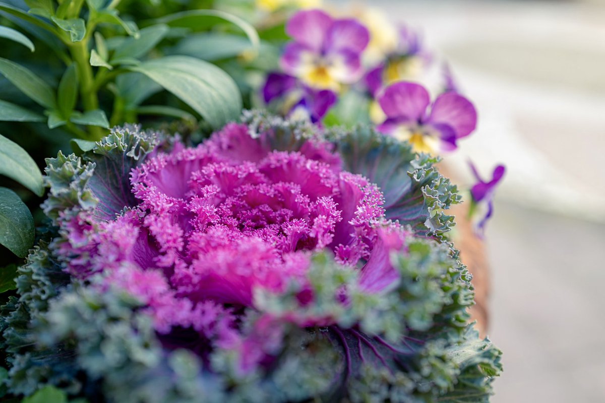 tenshinmen's tweet photo. Colorful flowers
#wildcabbage https://t.co/i66Um44YVb