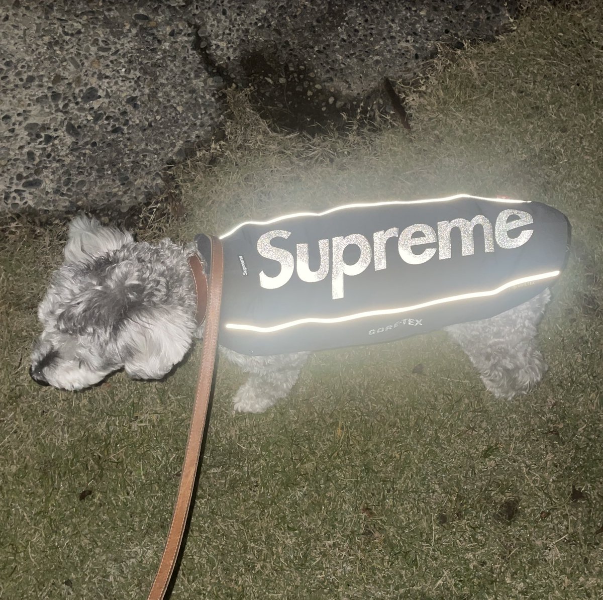 Supreme Dog 🛹