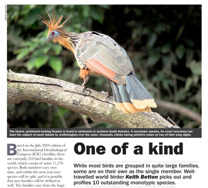 Look out for my 4-page article on single-species families in the Birdwatch Travel Supplement - only on their website from next week.