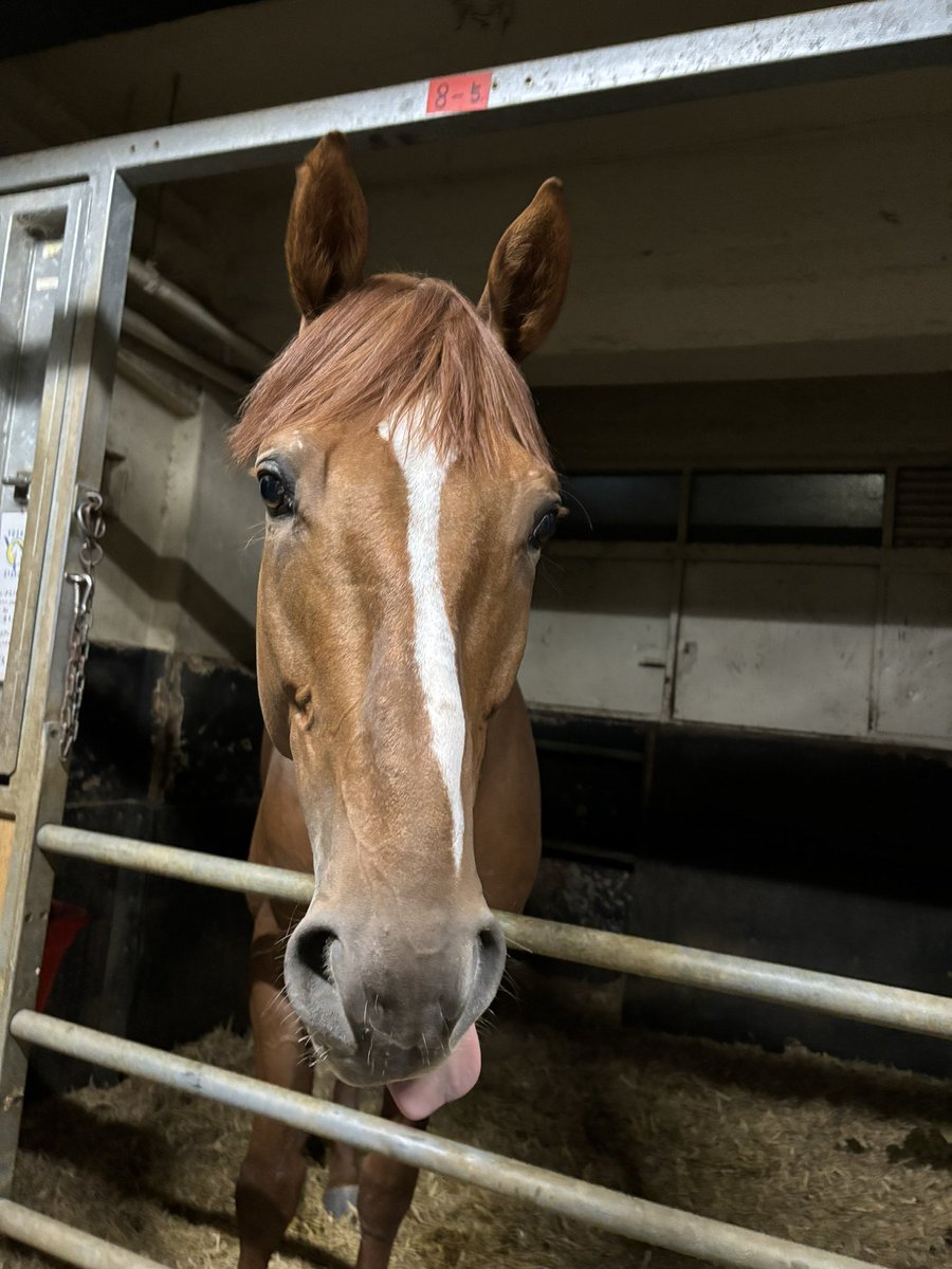 ぺこアルちゃん🐴最近撫でるとベロが出る笑
この前のレースで骨折が見つかり、引退となりました。ホースセラピーにも力を入れる素敵な乗馬施設様にご縁をいただき、既に新天地に移動しました🐴
しばらくゆっくりと休んで、また新しいお仕事頑張ろう✨お疲れ様、ありがとう🫶