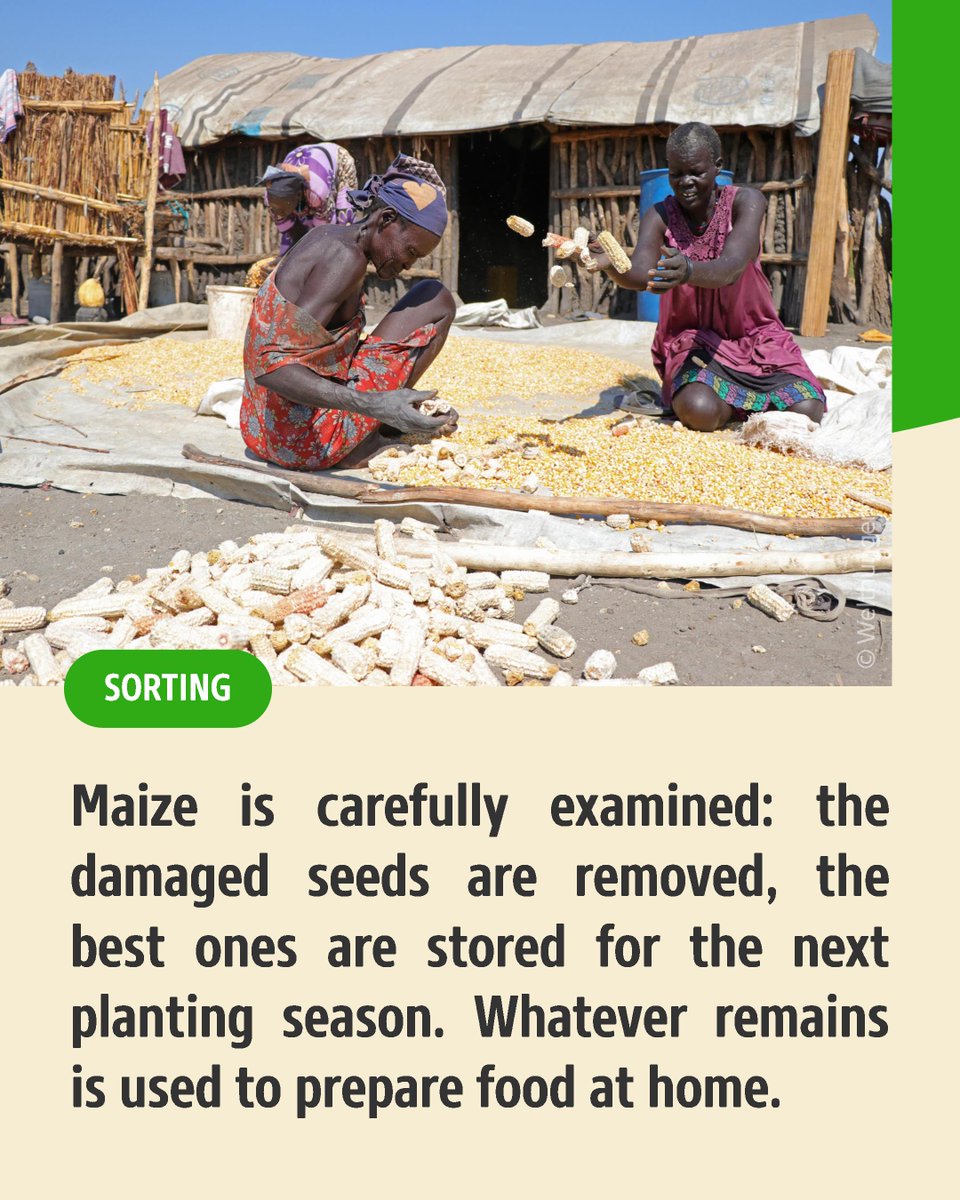 ❓Do you know what happens to maize after it's harvested? 

In Unity State, farmers who harvested maize in October follow these steps for a quality final product:

🟢 Threshing
🟢 Winnowing
🟢 Sorting

🌽The grains are eaten during lean season and some stored for future planting.