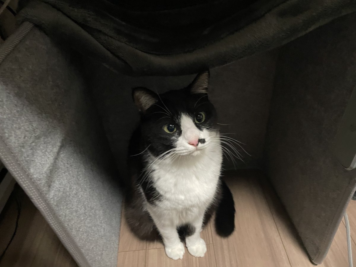 catsEYEeclipse's tweet photo. 仕事部屋の足元ヒーターの存在がついに猫にバレた
なんで黙ってたんですか？の顔だ https://t.co/XHD68u19gG