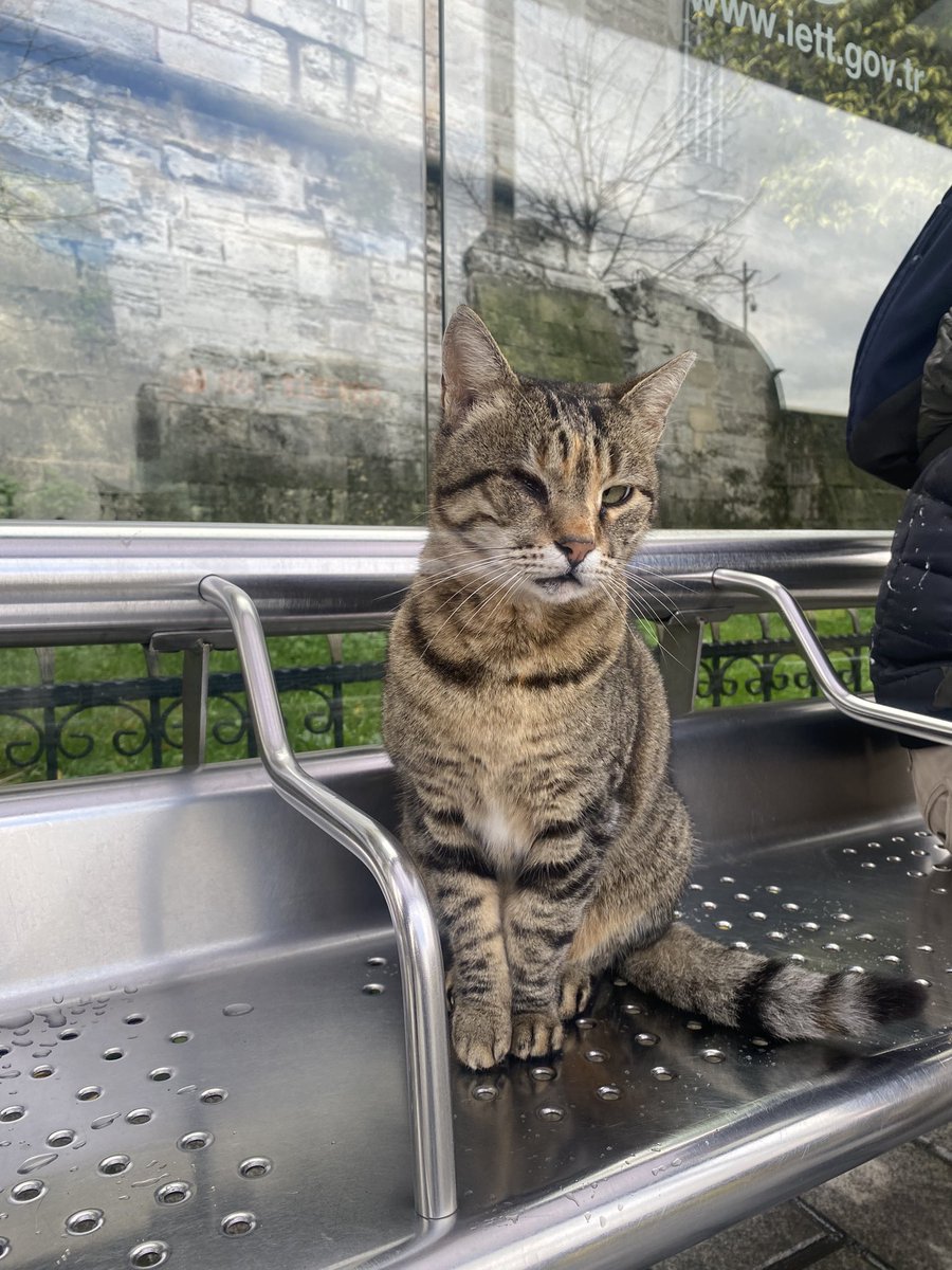 bu güzel yavruyu sahiplenmek isteyen bir ümit çıkar mı rtler misiniz 
istanbul/üsküdar da çok cana yakın 💕💕