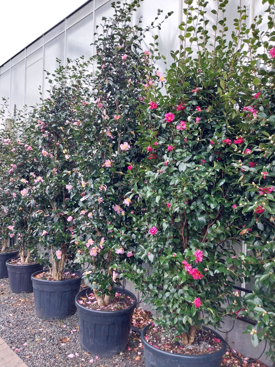 Provender Nurseries tweet media