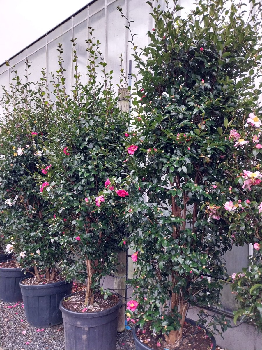 Provender Nurseries tweet media