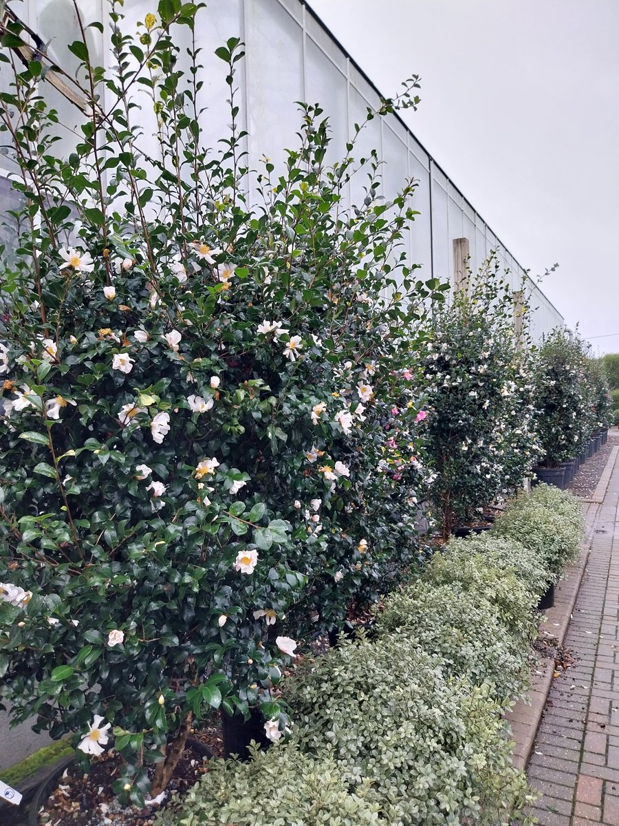 Provender Nurseries tweet media