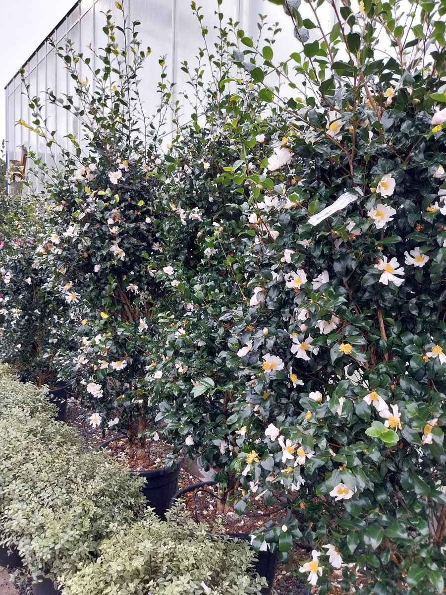 There is no such thing as a dull winter day at Provender Nurseries.  These stunning specimen Camellia sasanqua totally agree.  
 #winterflowering