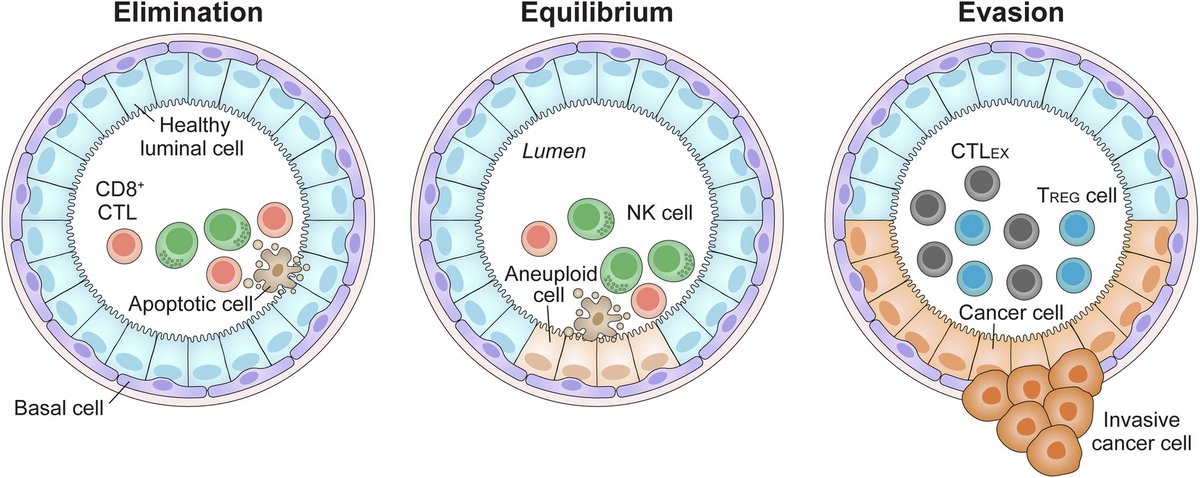 Lorenzo Galluzzi (@deadoc80) on Twitter photo Glad to share our commentary on a great <a href="/Nature/">nature</a> papeer on #immune equilibrium of #breastcancer precursors! #threeEs #threeCs #CancerResearch #immunotherapy with <a href="/IlioVitale/">Ilio Vitale</a> and co. Available at rdcu.be/d3nGi <a href="/FoxChaseCancer/">Fox Chase Cancer Center</a> Glad to share our commentary on a great <a href="/Nature/">nature</a> papeer on #immune equilibrium of #breastcancer precursors! #threeEs #threeCs #CancerResearch #immunotherapy with <a href="/IlioVitale/">Ilio Vitale</a> and co. Available at rdcu.be/d3nGi <a href="/FoxChaseCancer/">Fox Chase Cancer Center</a>