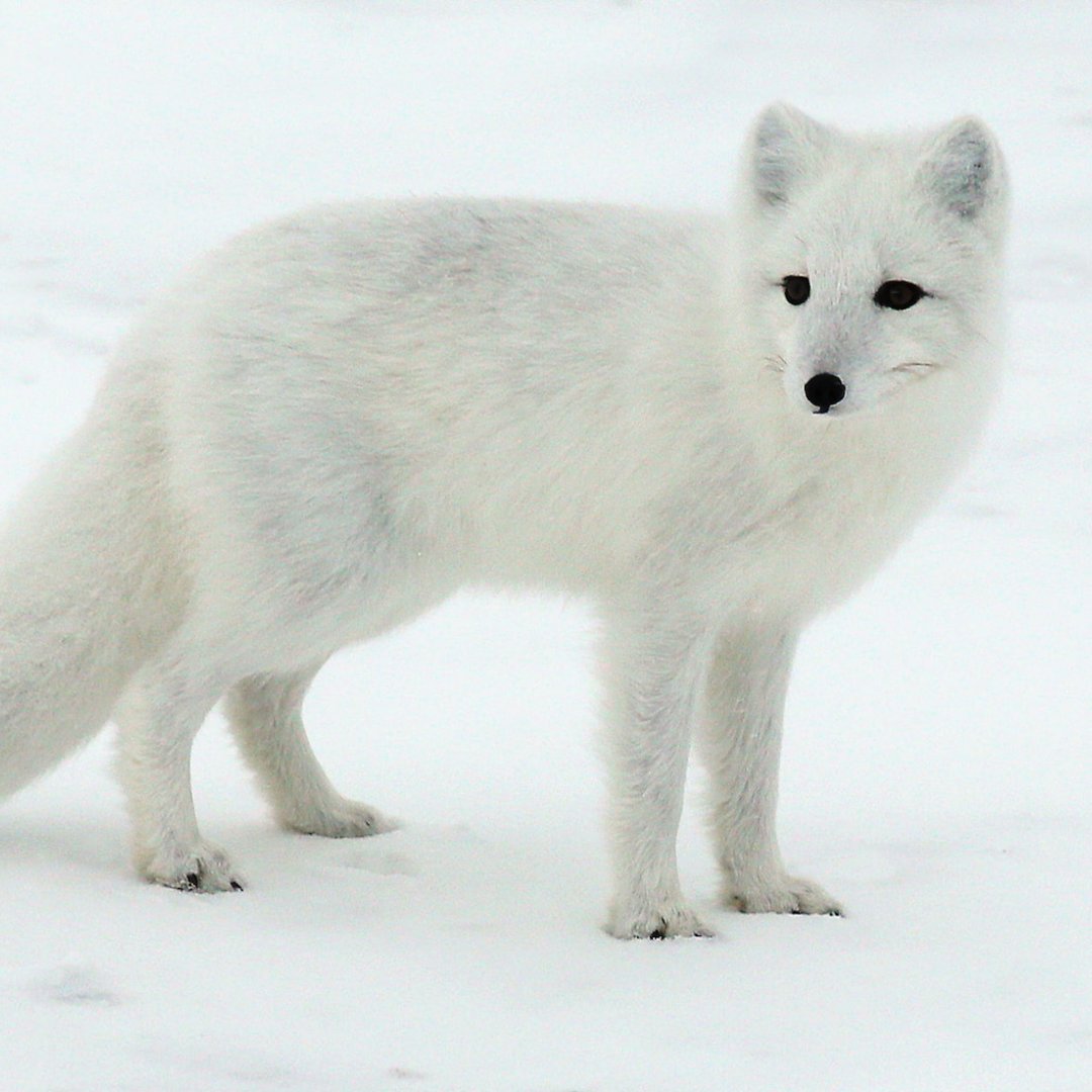 🦊Un nouvel espoir pour le renard polaire !❄️ #L’EffetPanda
Après des décennies de lutte, l’espèce se reproduit à nouveau dans la nature grâce aux efforts du WWF : 98 portées recensées en 2024 en Scandinavie.
👉bit.ly/3ORfKEA
#Renard #Polaire #Conservation #Biodiversité